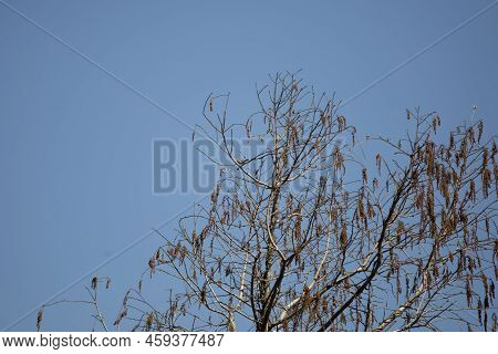 Small Blue-gray Gnatcatcher (polioptila Caerulea) Perched On A Tree Limb