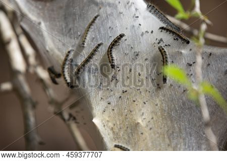 Eastern Tent Caterpillar (malacosoma Americanum) Dropping A Pellet On A Cocoon