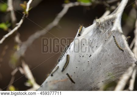 Eastern Tent Caterpillar (malacosoma Americanum) Crawling Into A Cocoon