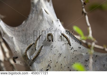Eastern Tent Caterpillars (malacosoma Americanum) Crawling Along The Outside Of A Cocoon