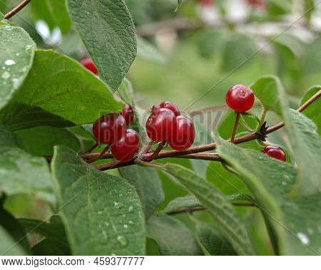 Poisonous Fly Agaric Fruits( Lonicera Xylosteum) Fly Honeysuckle  Honeysuckle Branch With Red Berrie