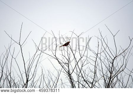 Curious Vermillion Flycatcher (pyrocephalus Obscurus) Looking Around From Its Perch