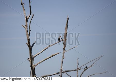 Immature Double-crested Cormorant (phalacrocorax Auritus) Perched On A Dead Tree