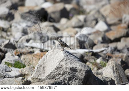 Vesper Sparrow (pooecetes Gramineus) Looking Around Curiously From A Jagged Rock