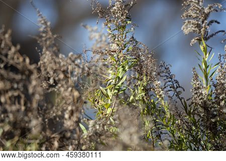 Blue-gray Gnatcatcher (polioptila Caerulea) Hidden In A Plant