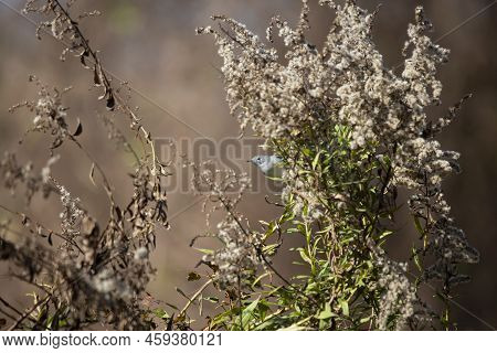 Tiny, Curious Blue-gray Gnatcatcher (polioptila Caerulea) Looking Out From Its Perch On A Dried Plan