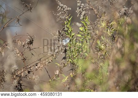 Tiny Blue-gray Gnatcatcher (polioptila Caerulea) Perched On A Dried Plant