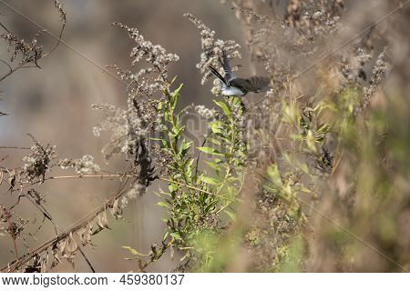 Blue-gray Gnatcatcher (polioptila Caerulea) Flying Toward A Bush