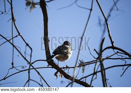 Northern Mockingbird (mimus Poslyglotto) Facing Away And Looking Out From Its Perch