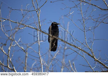 Fish Crow (corvus Ossifragus) Using Its Thrid Lid To Partially Cover Its Eye While Looking Out From 