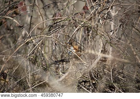 Majestic Eastern Towhee (pipilo Erythrophthalmus) Looking Out From Her Perch