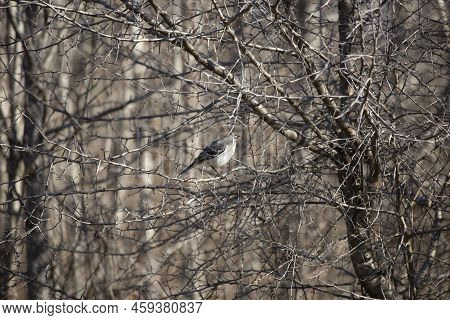 Curious Northern Mockingbird (mimus Poslyglotto) Perched On A Tree Branch