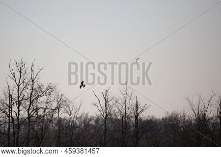 Northern Harrier (circus Hudsonius) And White-tailed Kite (elanus Leucurus) In Flight At Dusk
