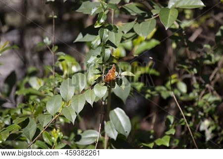 Question Mark Butterfly (polygonia Interrogationis) Perched On A Green Bush Leaf