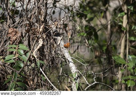 Question Mark Butterfly (polygonia Interrogationis) Perched On A Dead Tree Branch