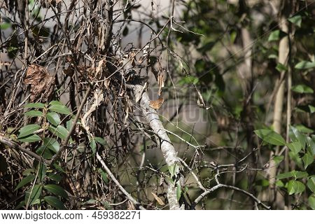 Outer Wings Of Question Mark Butterfly (polygonia Interrogationis) Perched On A Dead Tree Branch