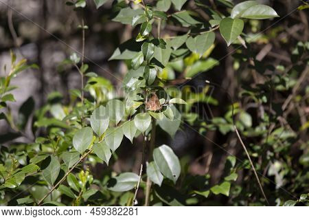 Outer Wing Of A Question Mark Butterfly (polygonia Interrogationis) Perched On A Green Bush Leaf