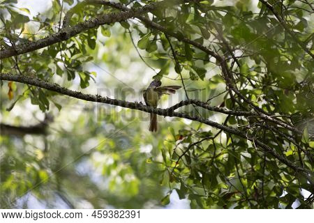Great-crested Flycatcher (myiarchus Crinitus) Grooming From Its Perch On A Tree Branch