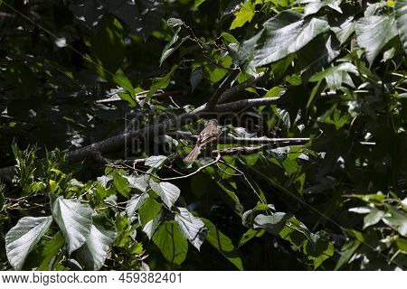 Great-crested Flycatcher (myiarchus Crinitus) Looking Around Curiously From Its Perch On A Tree Bran
