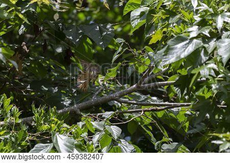 Great-crested Flycatcher (myiarchus Crinitus) Flying From One Tree Branch To Another Nearby