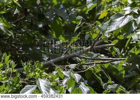 Partially Hidden Great-crested Flycatcher (myiarchus Crinitus) Perched In A Tree