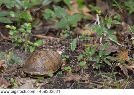 Eastern Box Turtle (terrapene Carolina Carolina) With An Asian Tiger Mosquito (aedes Albopictus) On 