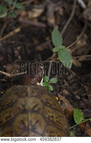 Eastern Box Turtle (terrapene Carolina Carolina) With An Asian Tiger Mosquito (aedes Albopictus) On 
