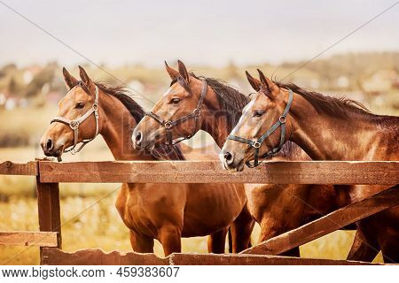 Three Beautiful Bay Horses Stand In Profile Next To Each Other In A Paddock In A Wooden Fence Agains