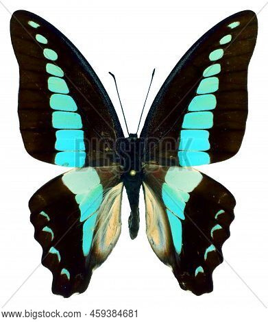 Turquoise Butterfly Graphium Sarpedon Isolated On White. Beautiful, Nice, Colorful. Collection Butte