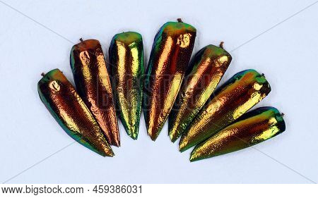 Jewel Beetles Wings Sternocera Ruficornis Orange Iridescent Isolated. Metallic Orange Beetle Wings. 