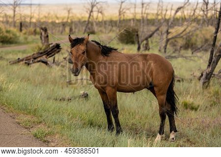 Wild Horse Along Tram Road In Mesa Verde National Park