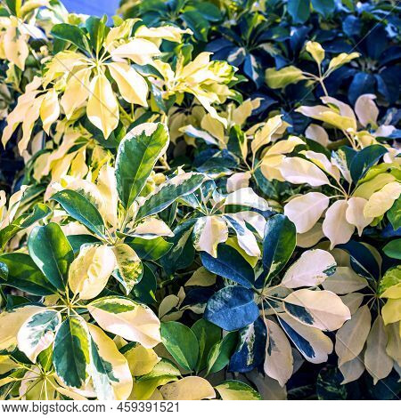 Schefflera Is A Genus Of Flowering Plants In The Family Araliaceae. Square Frame