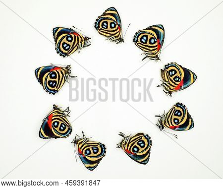 Colorful Tropical Butterflies Callicore Peristera Arranged In A Circle Isolated. Butterflies With Th