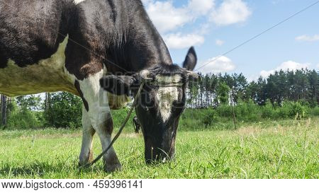 Open Farm With Dairy Cattle On The Field In Countryside Farm. Insect Cause Discomfort In Cattle On F