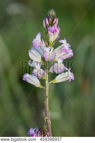 Various Wild Plants, Photos Of Plants With Purple Flowers
