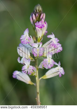 Various Wild Plants, Photos Of Plants With Purple Flowers