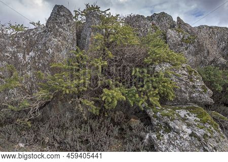 Adenocarpus Hispanicus. It Is A Flowering Plant In The Family Fabaceae Endemic To The Iberian Penins