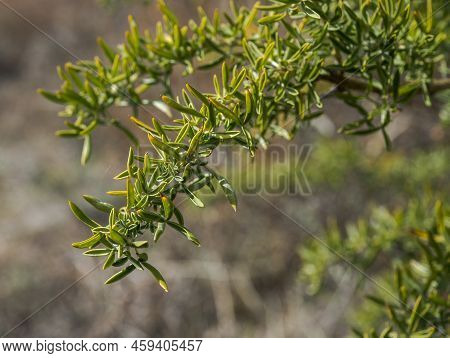 Adenocarpus Hispanicus. It Is A Flowering Plant In The Family Fabaceae Endemic To The Iberian Penins