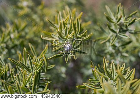 Adenocarpus Hispanicus. It Is A Flowering Plant In The Family Fabaceae Endemic To The Iberian Penins