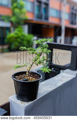 Mini Bonsai Tree In The Flowerpot On Bonsai Stand A Natural Background
