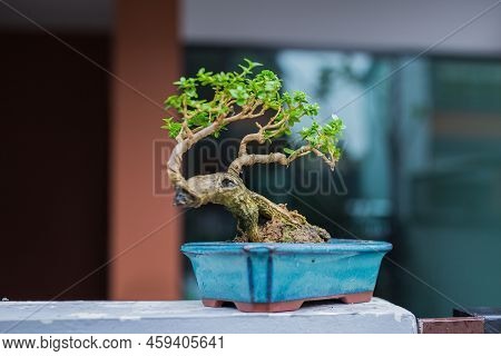 Mini Bonsai Tree In The Flowerpot On Bonsai Stand A Natural Background