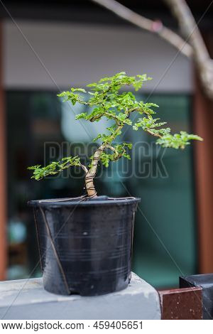 Mini Bonsai Tree In The Flowerpot On Bonsai Stand A Natural Background
