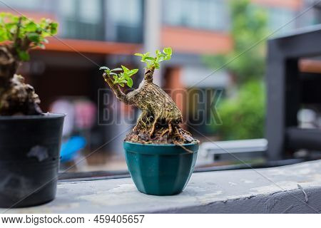 Mini Bonsai Tree In The Flowerpot On Bonsai Stand A Natural Background