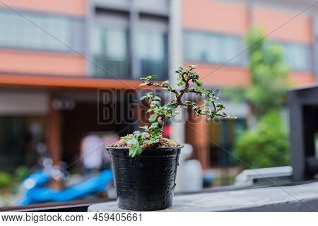 Mini Bonsai Tree In The Flowerpot On Bonsai Stand A Natural Background