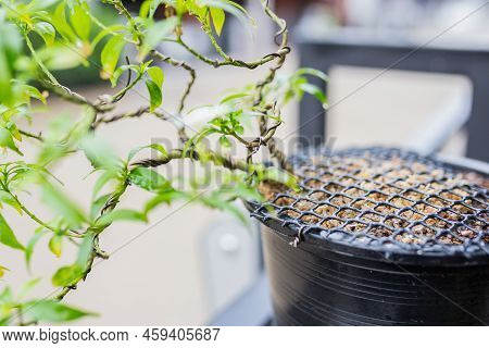 Mini Bonsai Tree In The Flowerpot On Bonsai Stand A Natural Background