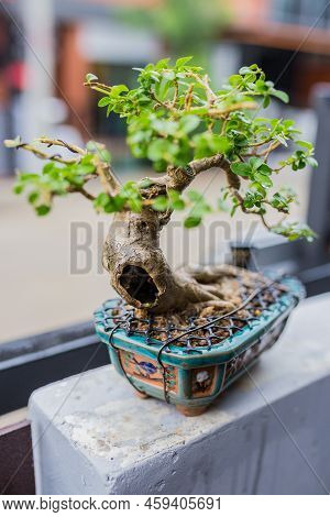 Mini Bonsai Tree In The Flowerpot On Bonsai Stand A Natural Background