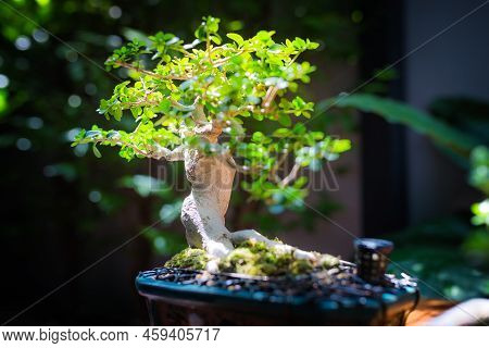 Mini Bonsai Tree In The Flowerpot On Bonsai Stand A Natural Background