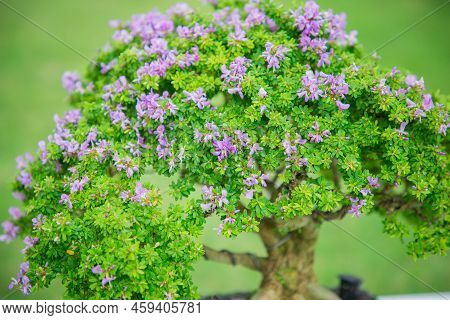 Mini Bonsai Tree In The Flowerpot On Bonsai Stand A Natural Background