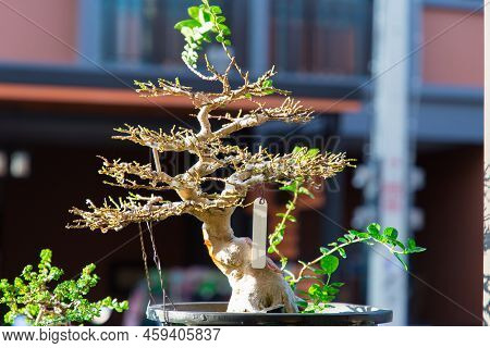Mini Bonsai Tree In The Flowerpot On Bonsai Stand A Natural Background