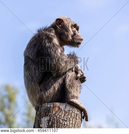 Common Chimpanzee, Pan Troglodytes, Popular Great Ape From African Forests And Woodlands, Kibale For